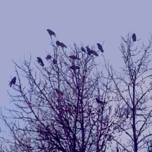 A Murder in the Oak